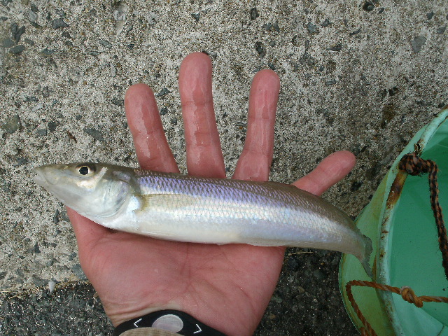 大物のキスは意外なところで釣れる 防波堤からの釣りパーフェクト マスター講座