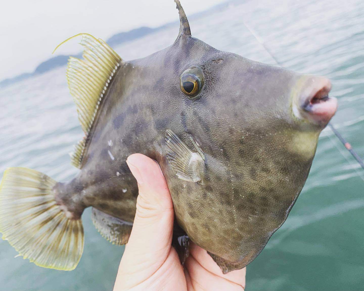 防波堤からソウシハギには注意して釣って楽しく食べて美味しいカワハギを狙ってみましょう 防波堤からの釣りパーフェクト マスター講座