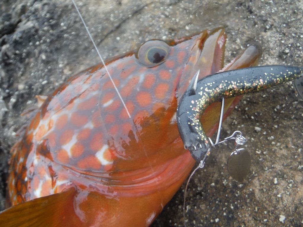 防波堤からのアコウ釣り 防波堤からの釣りパーフェクト マスター講座