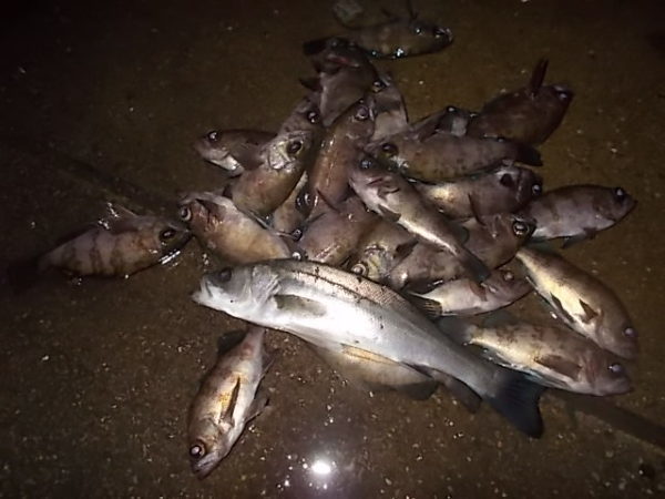 ヘチ釣り 防波堤からの釣りパーフェクト マスター講座