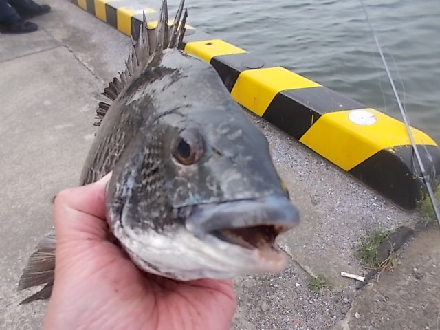 ヘチ釣りはスピニングリールではできないのか 防波堤からの釣りパーフェクト マスター講座