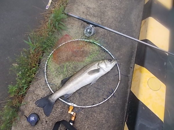 落とし込み釣りにももちろん対応できるヘチリールとは 防波堤からの釣りパーフェクト マスター講座