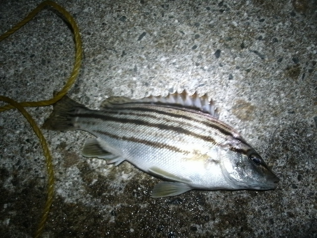 夜釣りならよく釣れるシマイサキ 防波堤からの釣りパーフェクト マスター講座