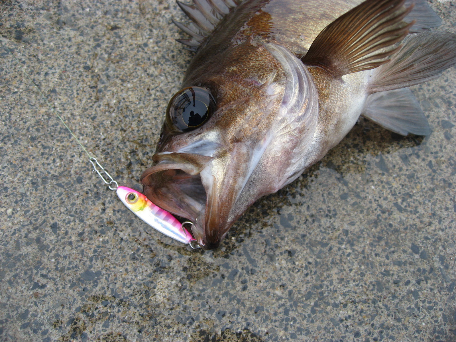 フィネスジギングとは 防波堤からの釣りパーフェクト マスター講座